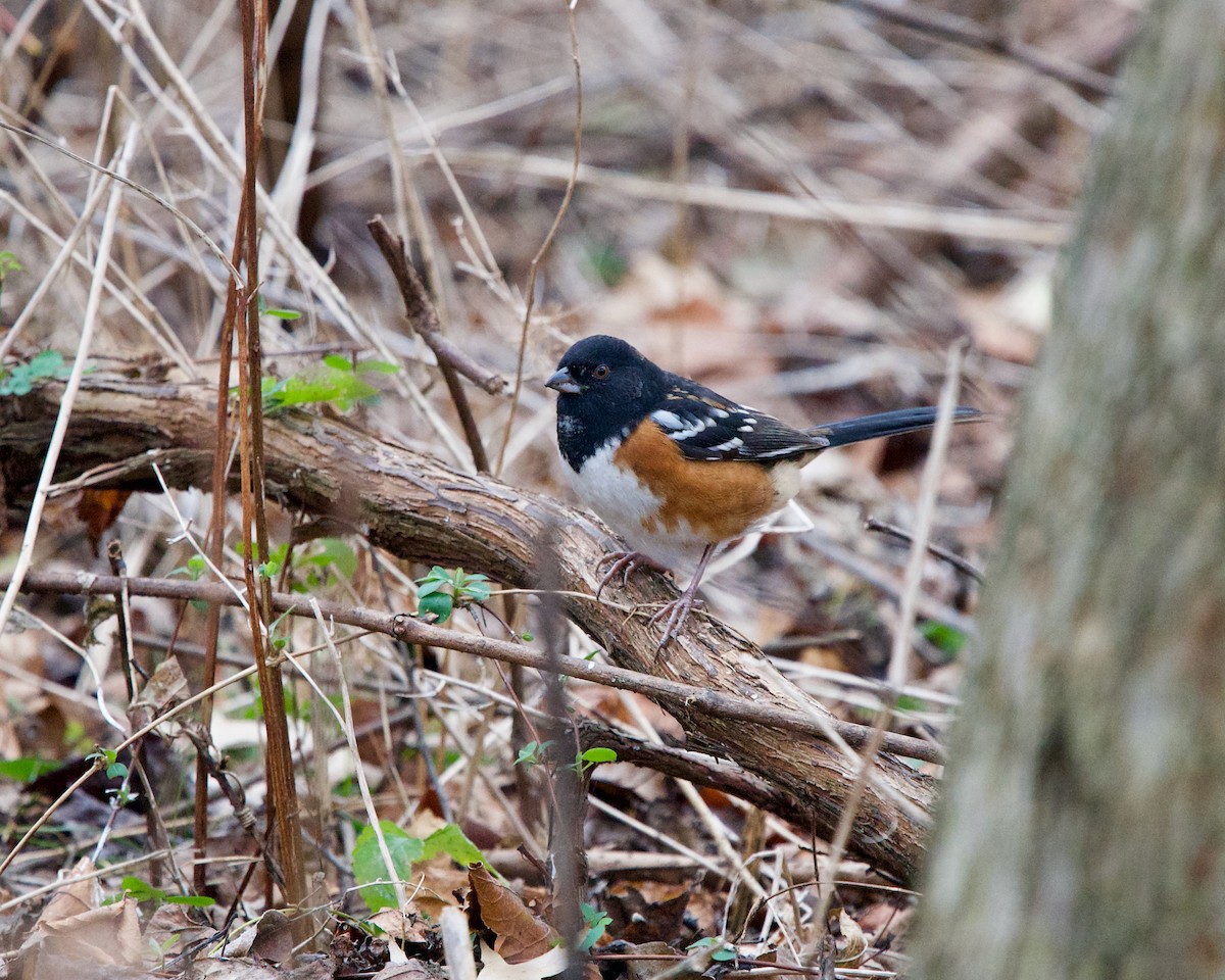 Spotted Towhee - ML281848741
