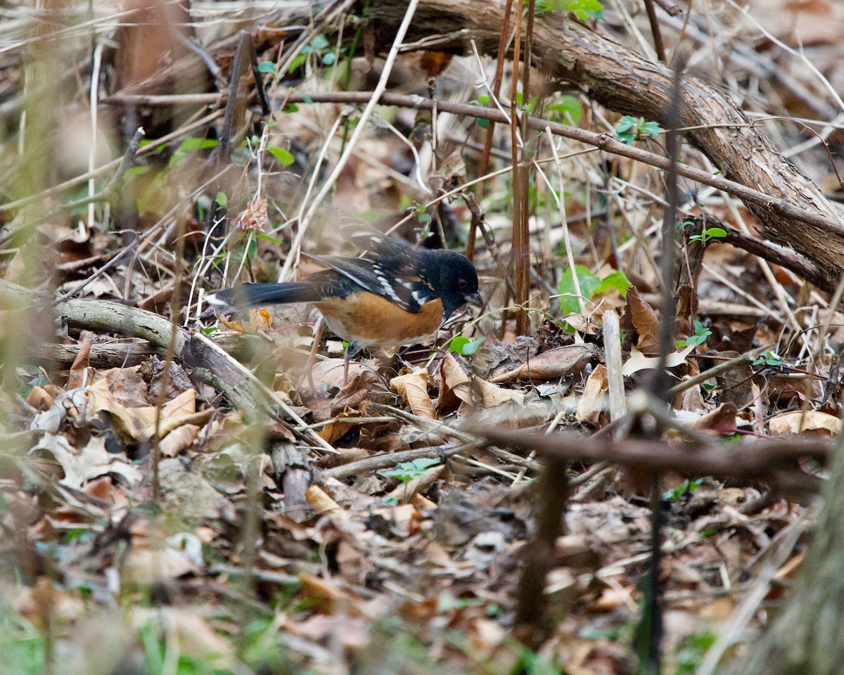 Spotted Towhee - ML281848761