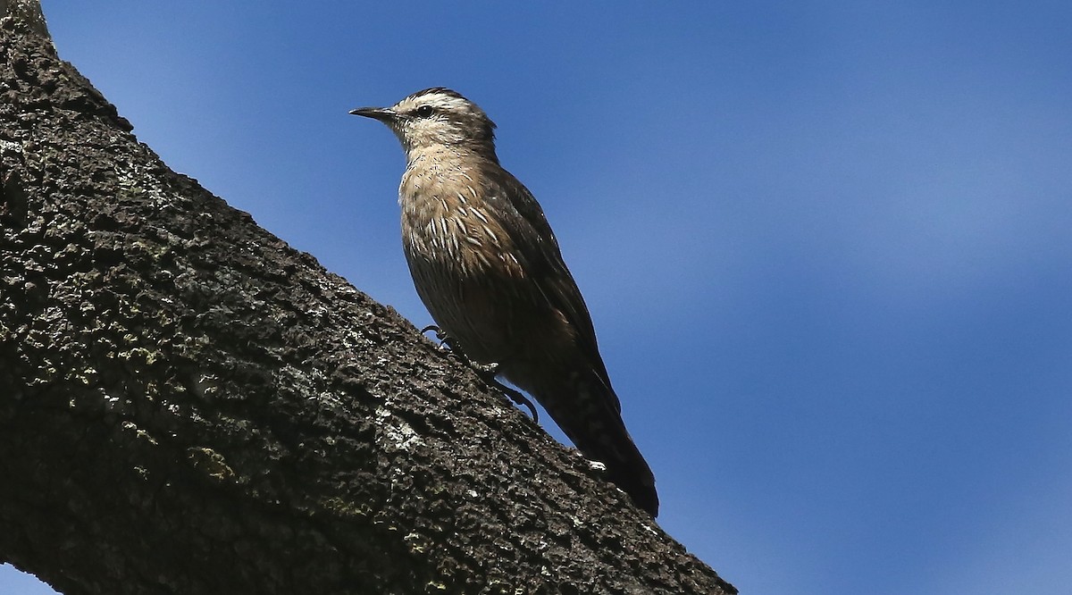 Brown Treecreeper - ML281848881