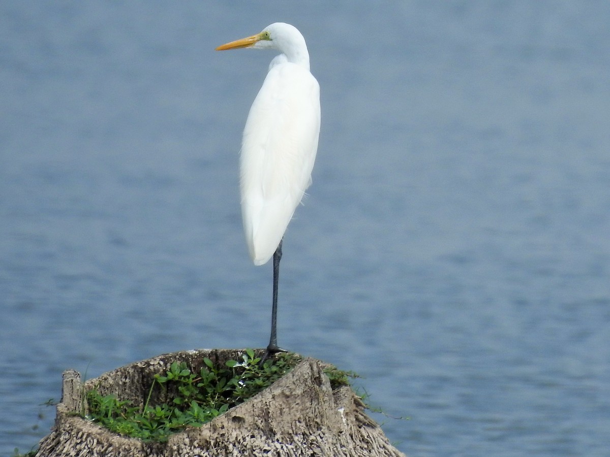 Great Egret - ML281848971