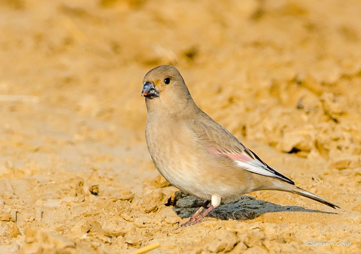 Desert Finch - ML281849011