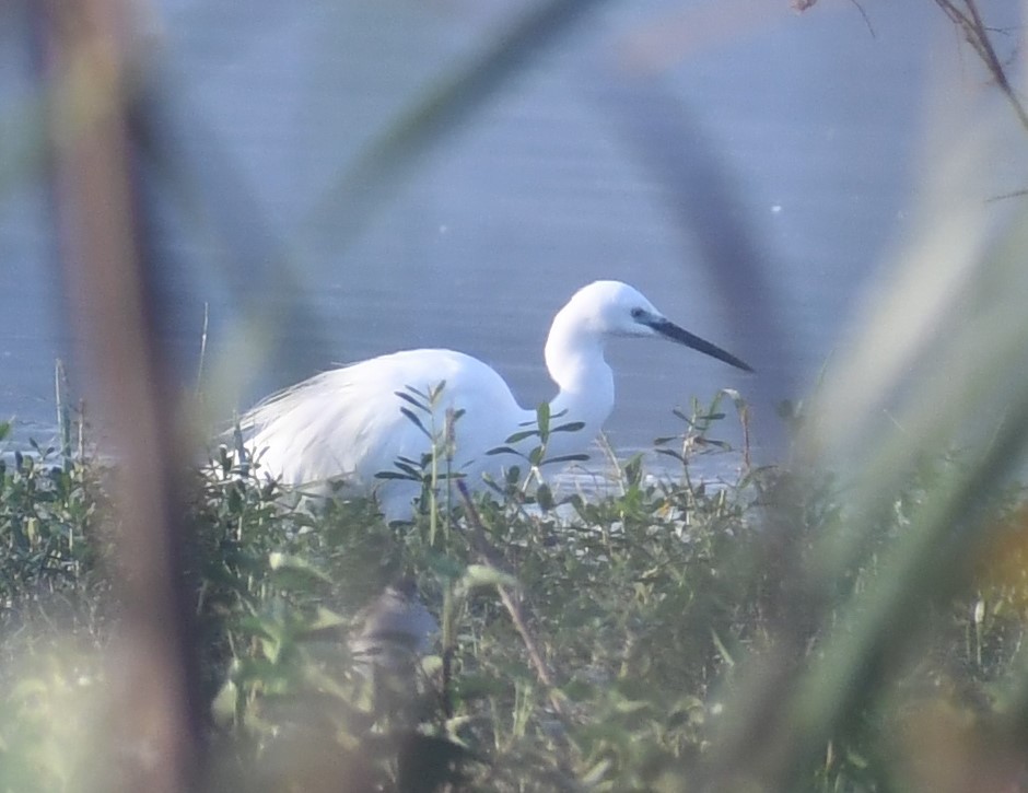 Little Egret - ML281849201