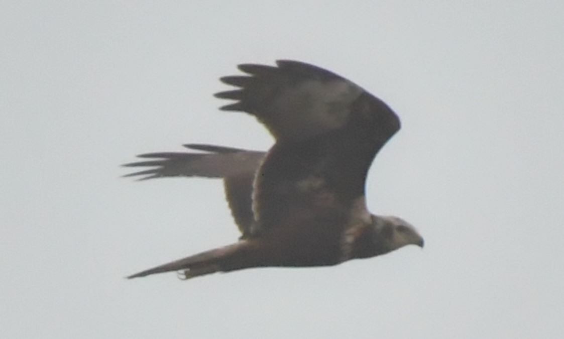 Eastern Marsh Harrier - ML281849871