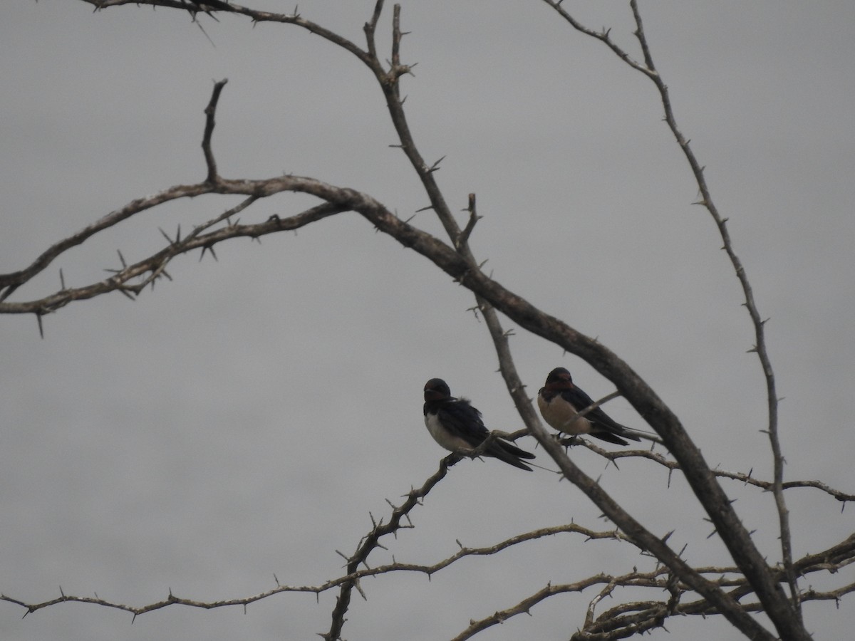 Barn Swallow - ML281850051