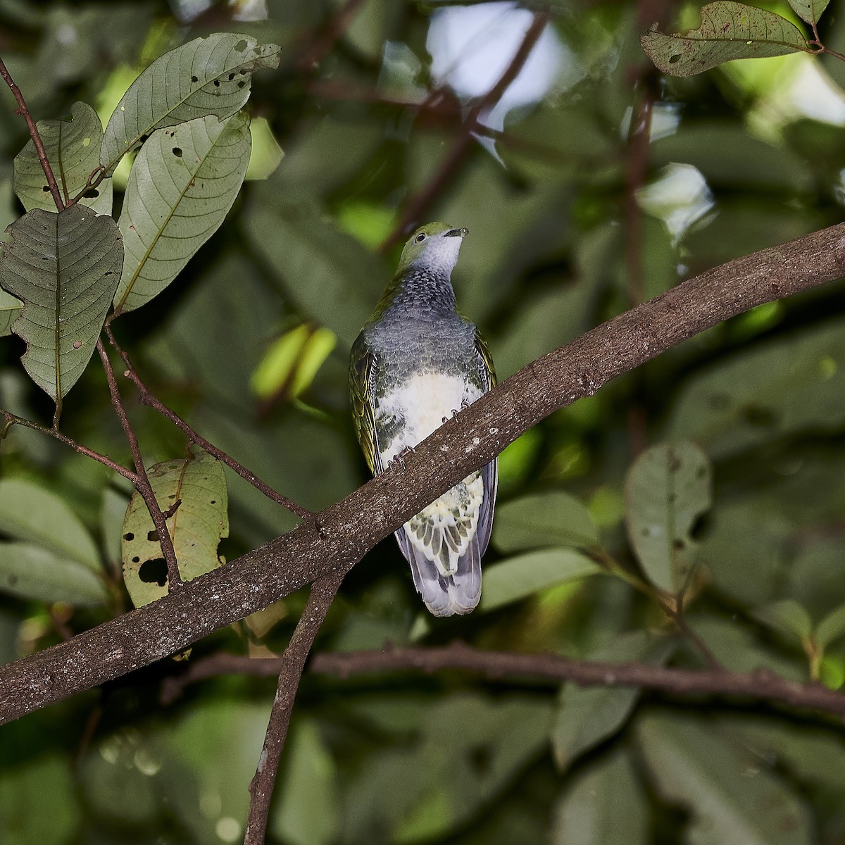 Superb Fruit-Dove - ML281850701