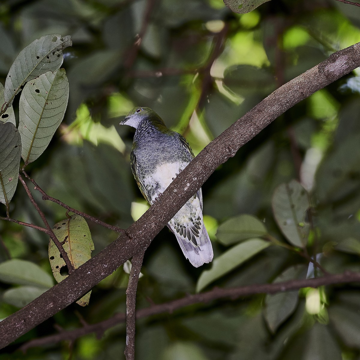 Superb Fruit-Dove - ML281850741