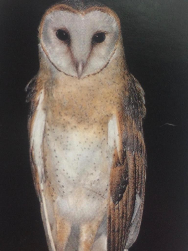 Barn Owl (Eastern) - Kit-Herman Phua