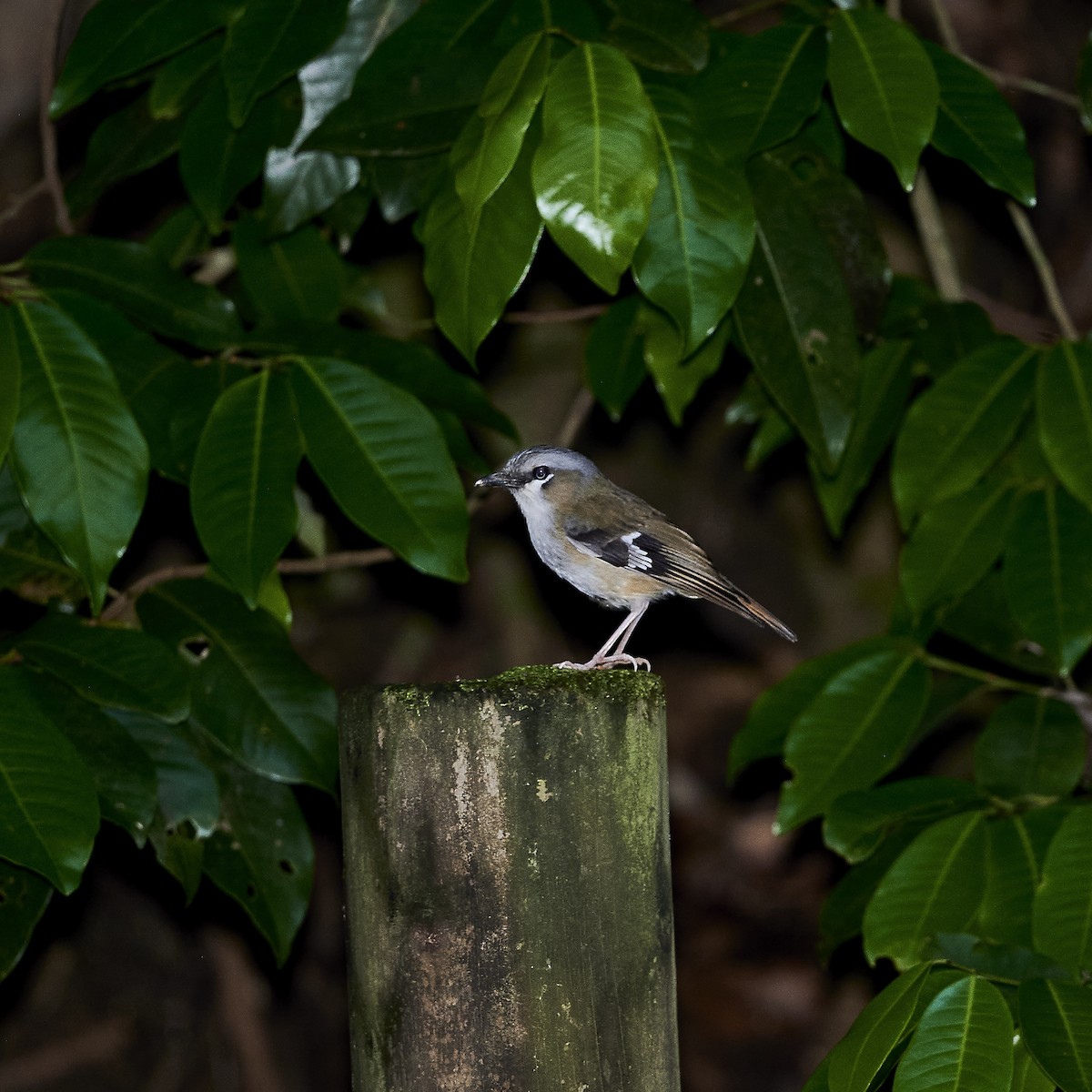 Gray-headed Robin - ML281850791