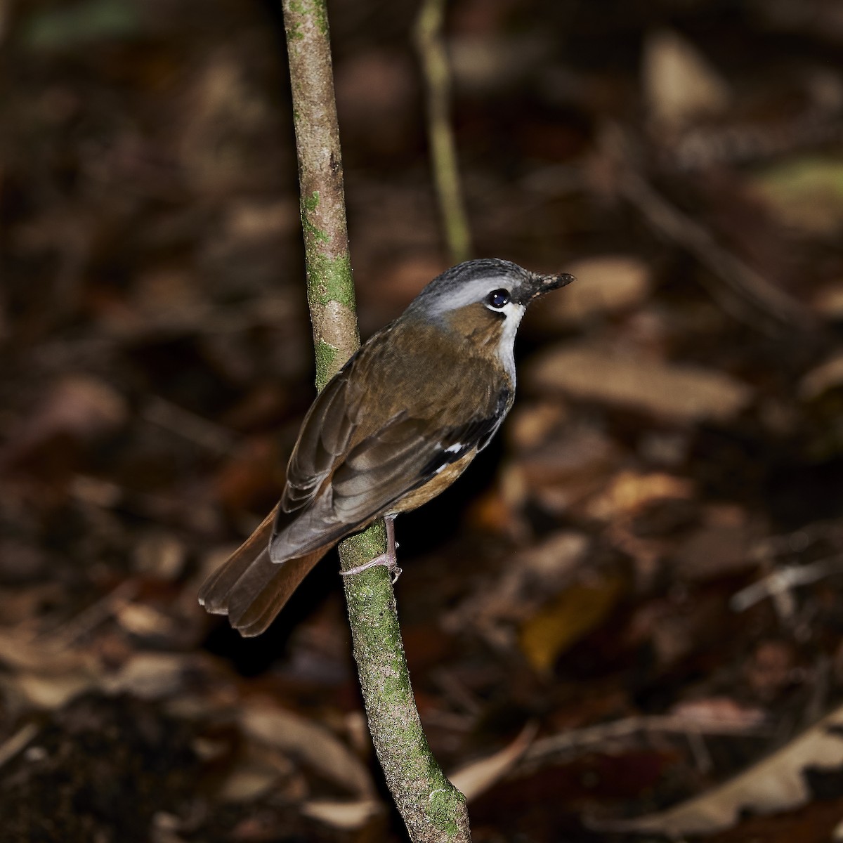 Gray-headed Robin - ML281850801