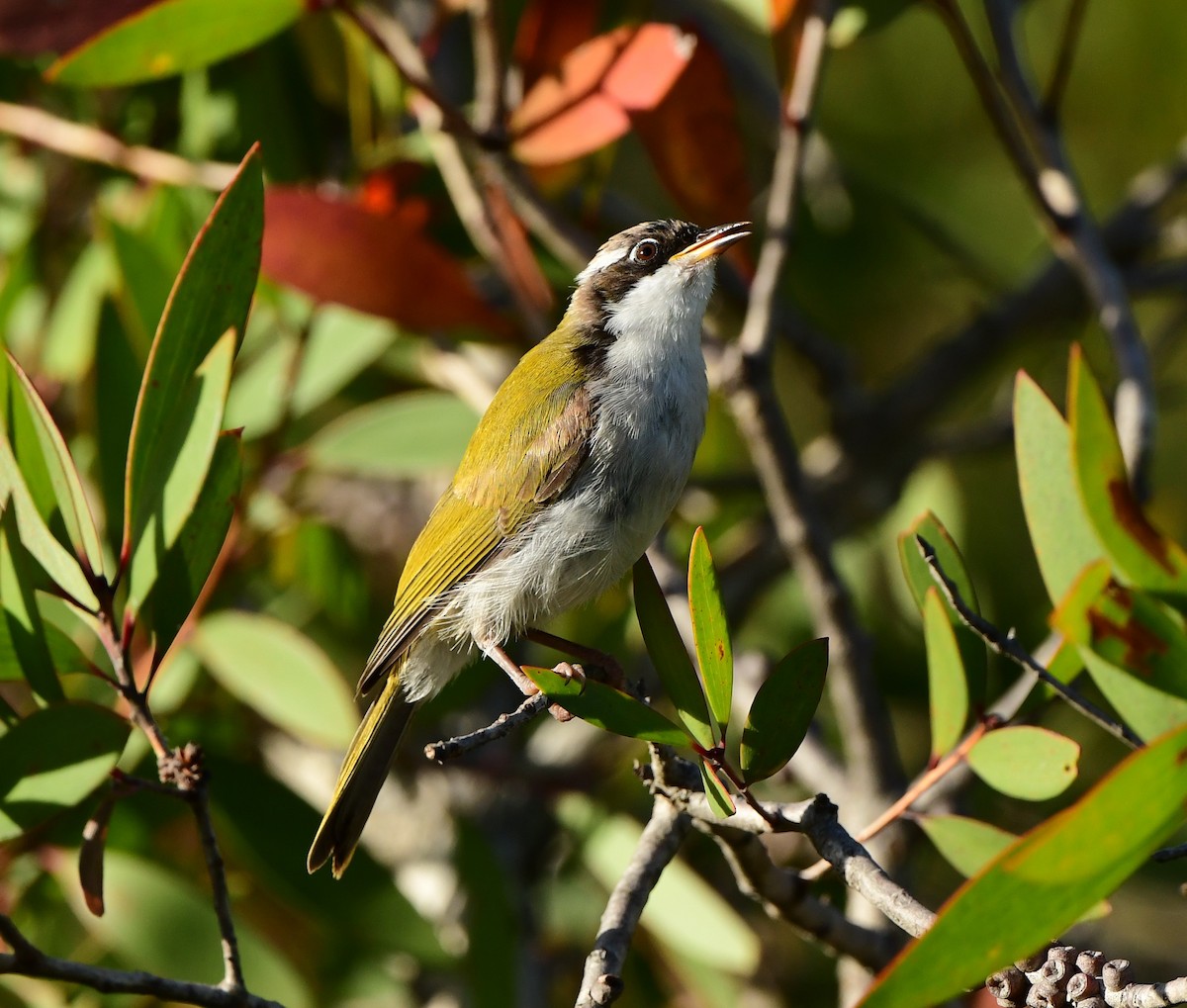 White-throated Honeyeater - Andy Gee