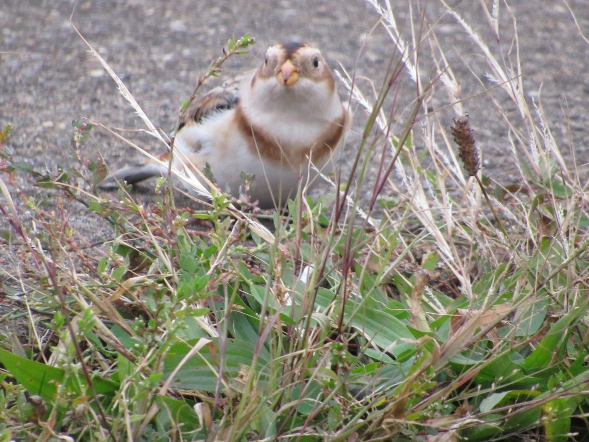 Snow Bunting - ML281852431