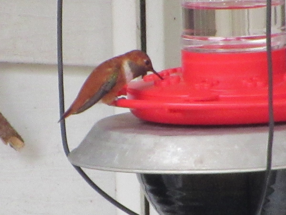 Rufous Hummingbird - ML281852631