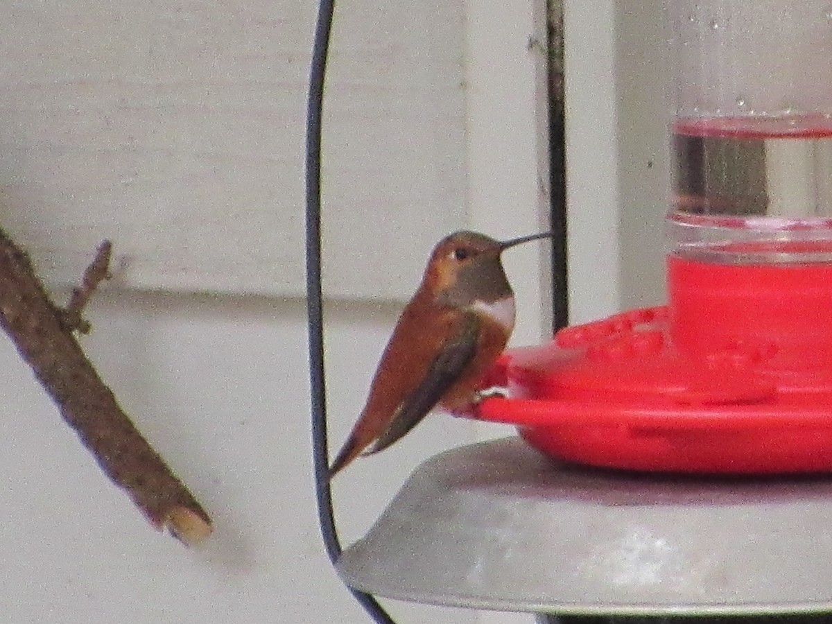 Rufous Hummingbird - Steve Manns