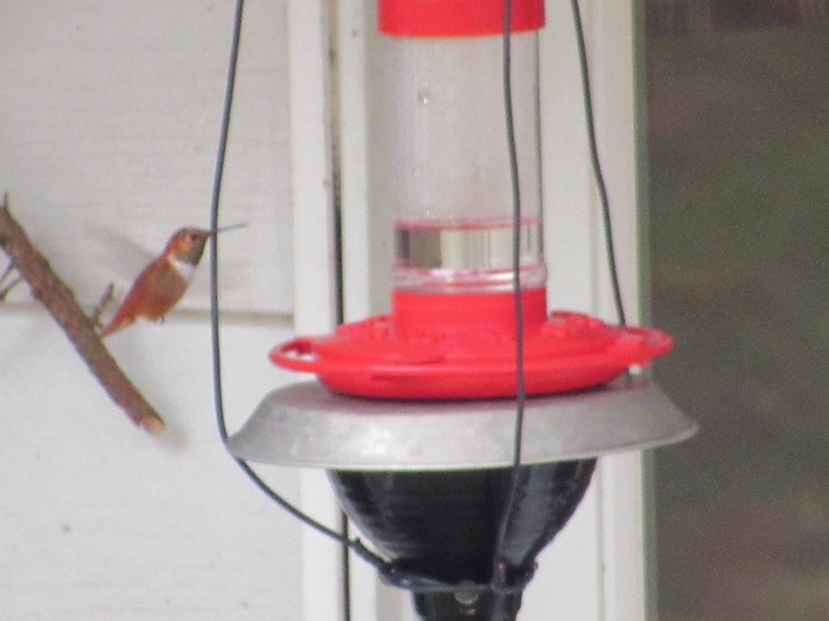 Rufous Hummingbird - ML281852651