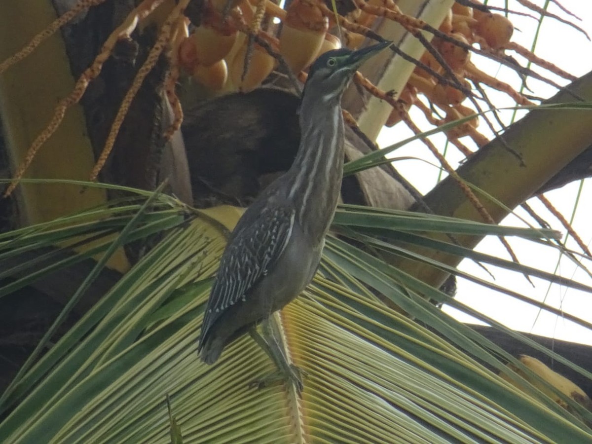 Striated Heron - ML281852901