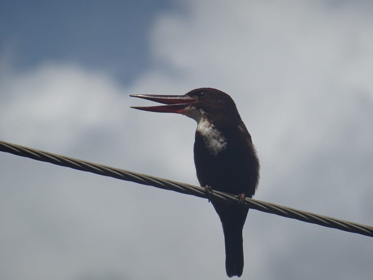 White-throated Kingfisher - ML281852981