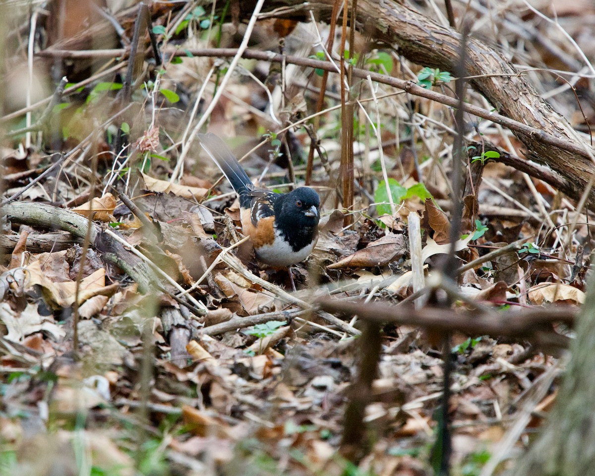 Spotted Towhee - ML281853041