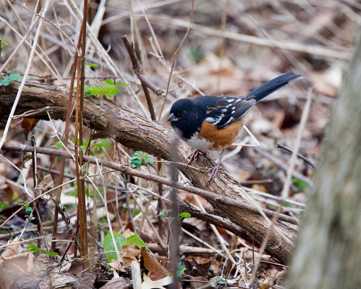 Spotted Towhee - ML281853051