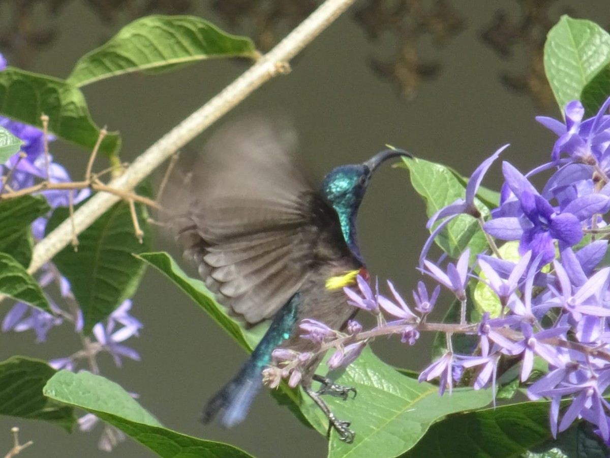 Loten's Sunbird - ML281853271