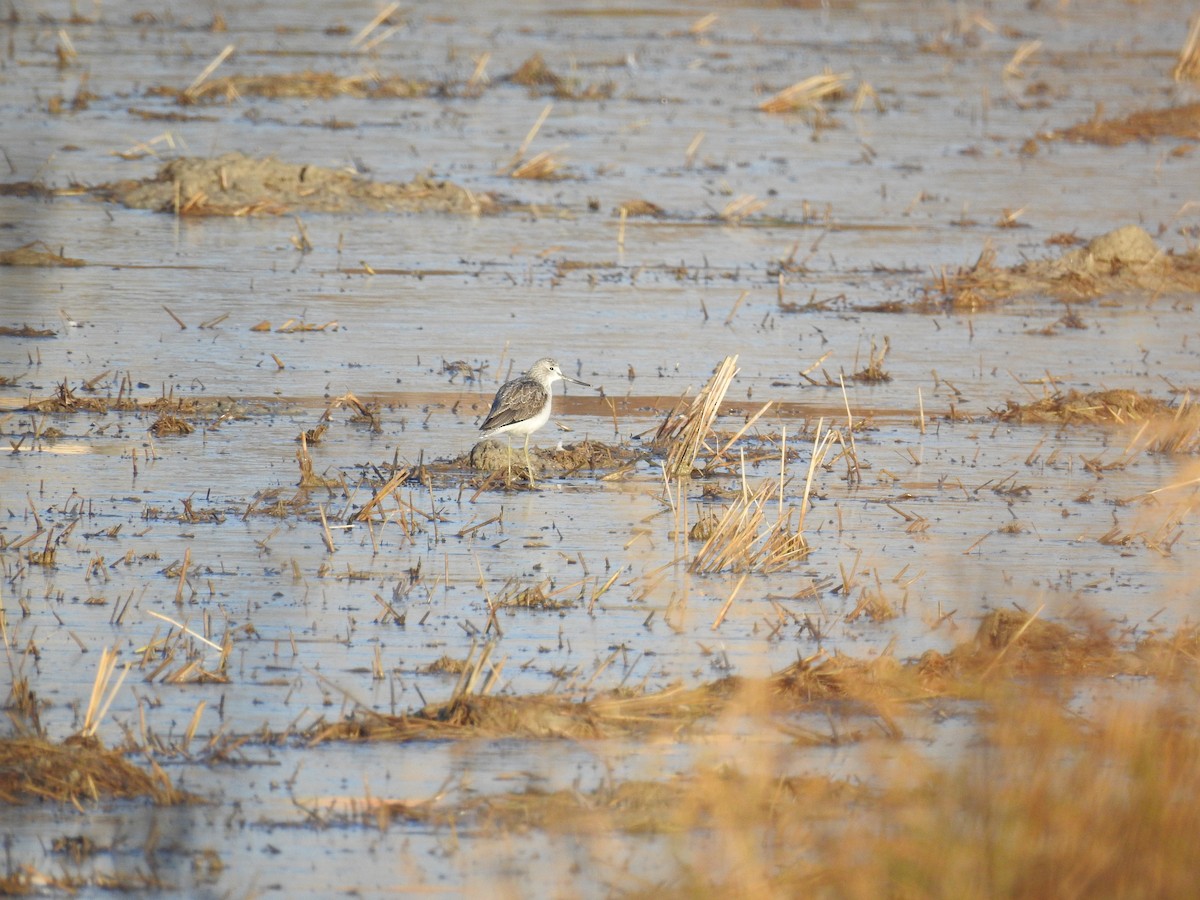 Common Greenshank - ML281853691