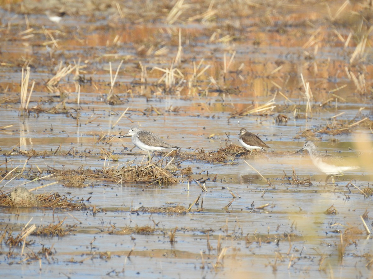 Common Greenshank - Diego  Uche Rodriguez