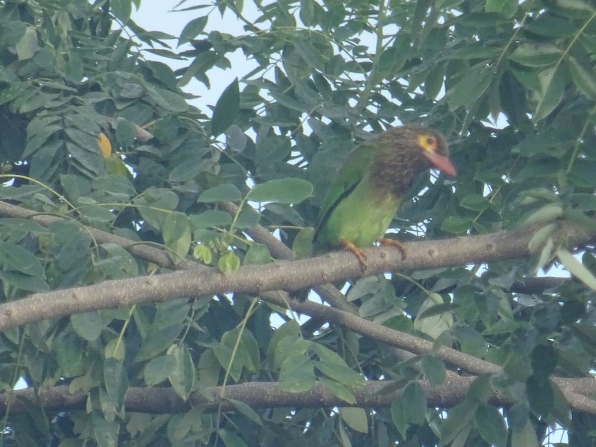 barbet hnědohlavý - ML281853771