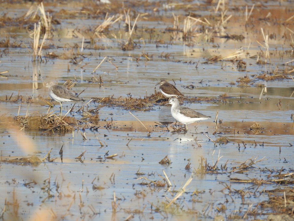 Common Greenshank - ML281853841