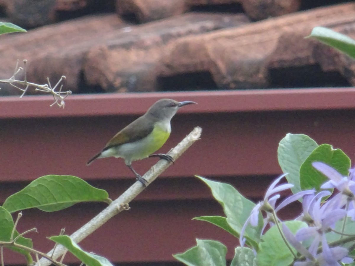 Purple-rumped Sunbird - ML281853971