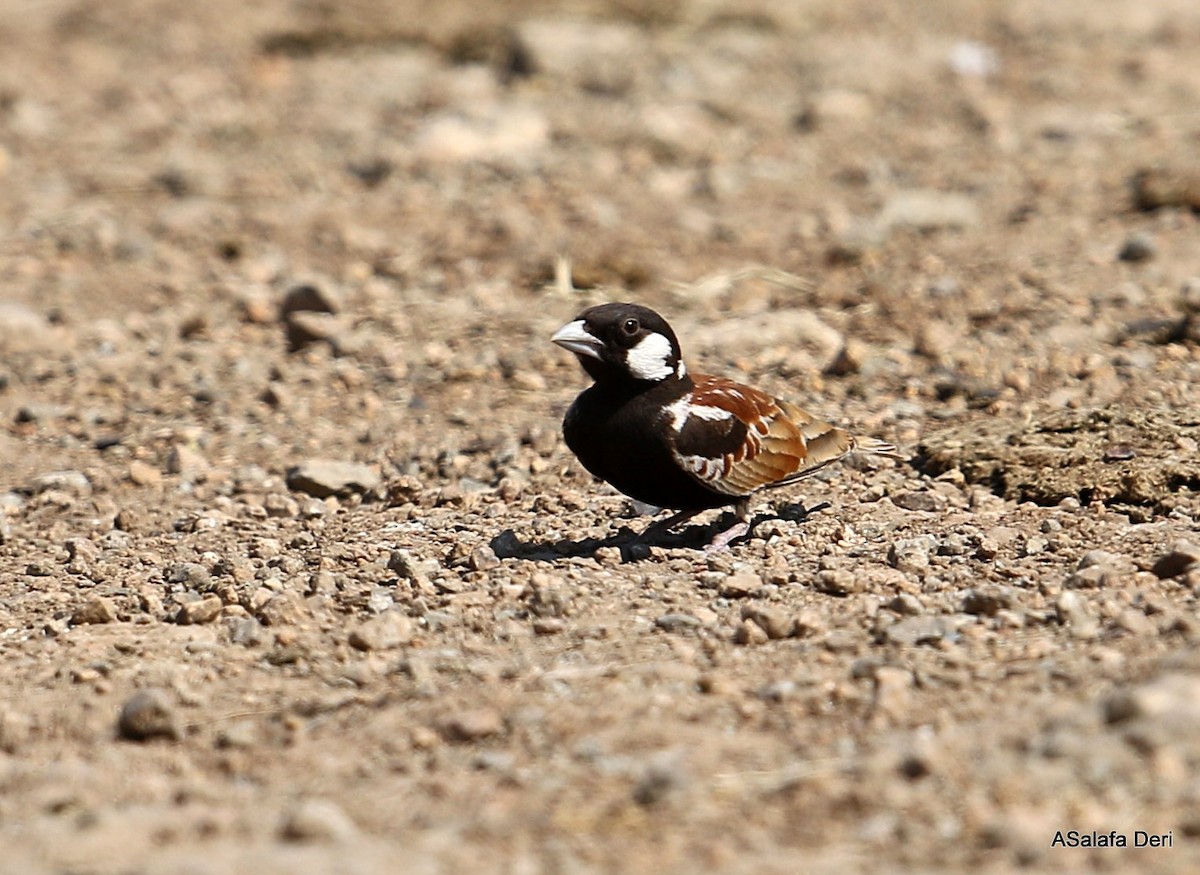 Chestnut-backed Sparrow-Lark - ML281855821