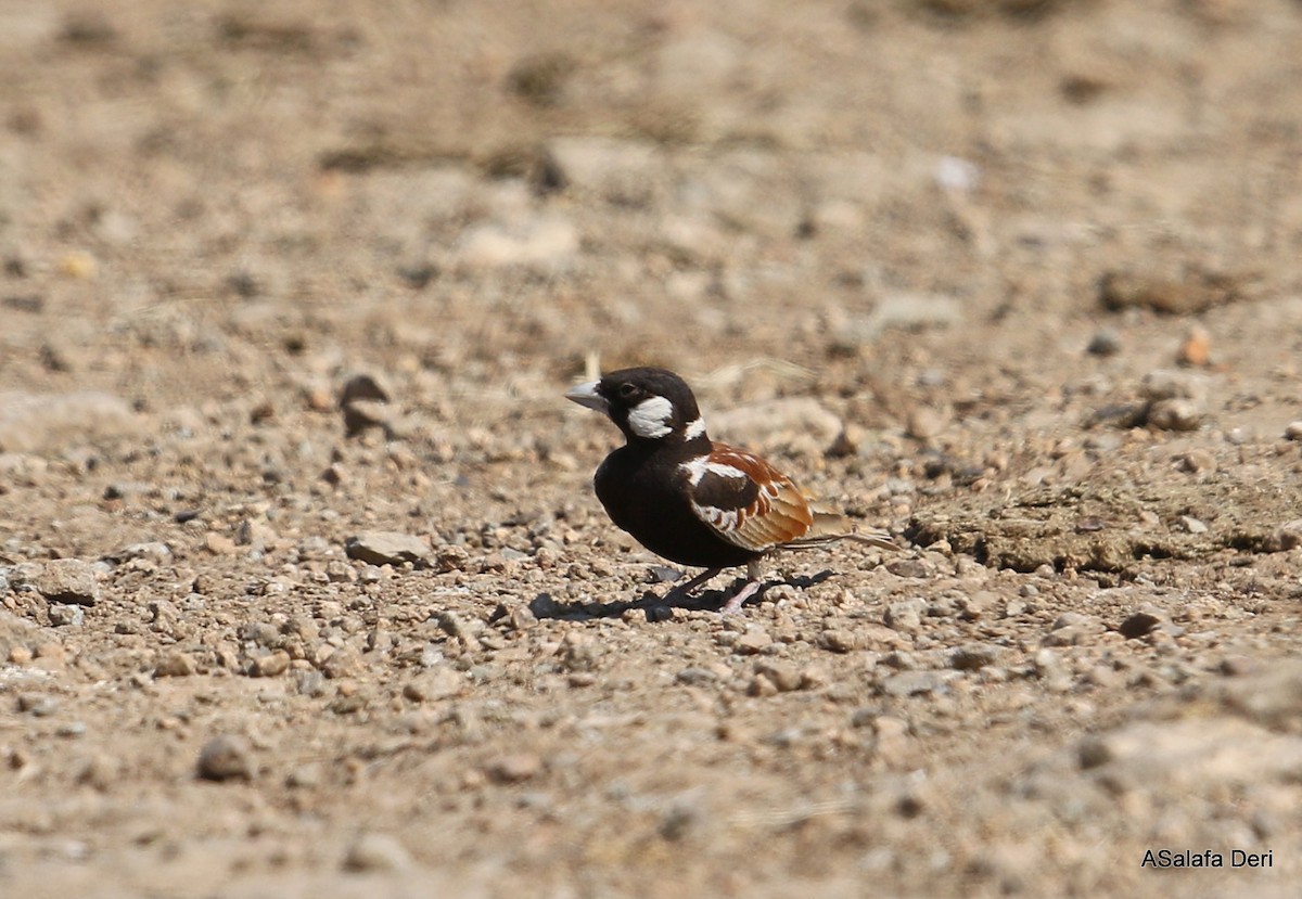 Chestnut-backed Sparrow-Lark - ML281855831