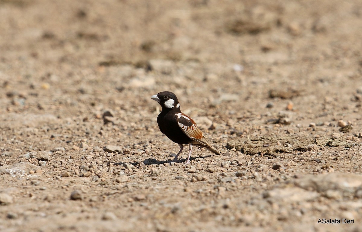 Chestnut-backed Sparrow-Lark - ML281855841