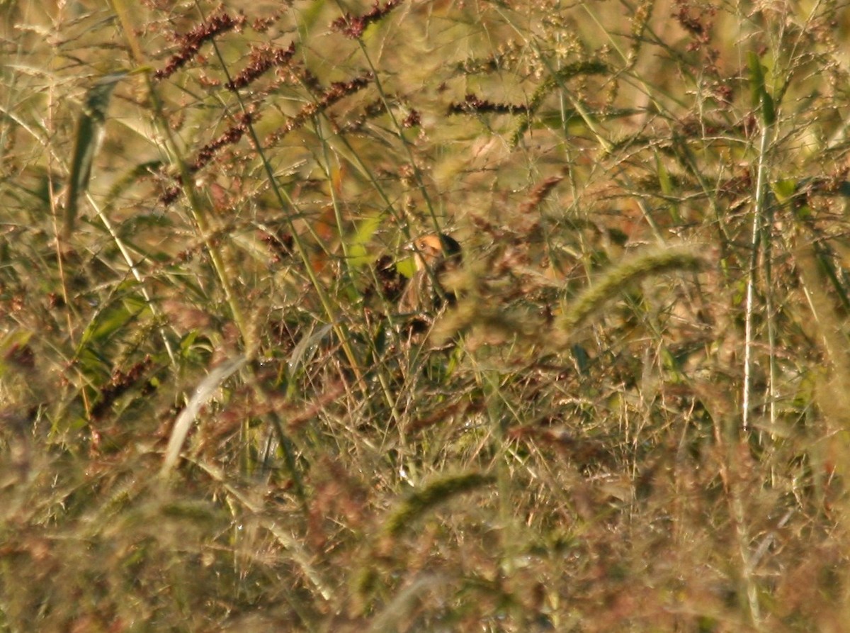 Nelson's Sparrow - ML281858821