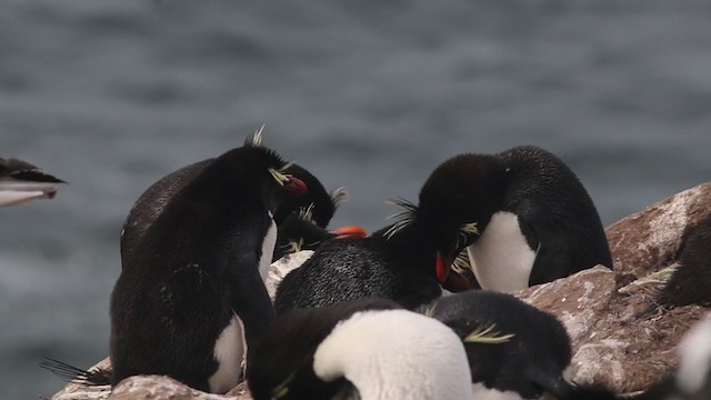 Pingüino Saltarrocas Meridional - ML281860591