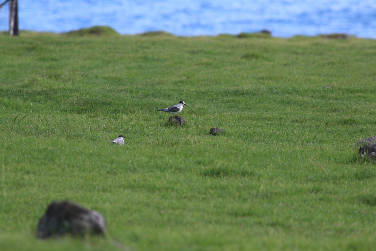 Antarctic Tern - Scott Schuette