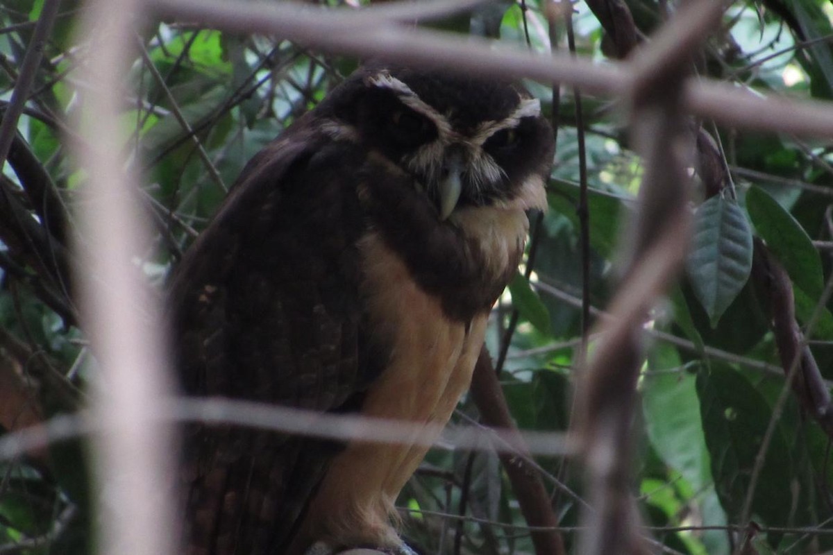 Spectacled Owl - ML281863821