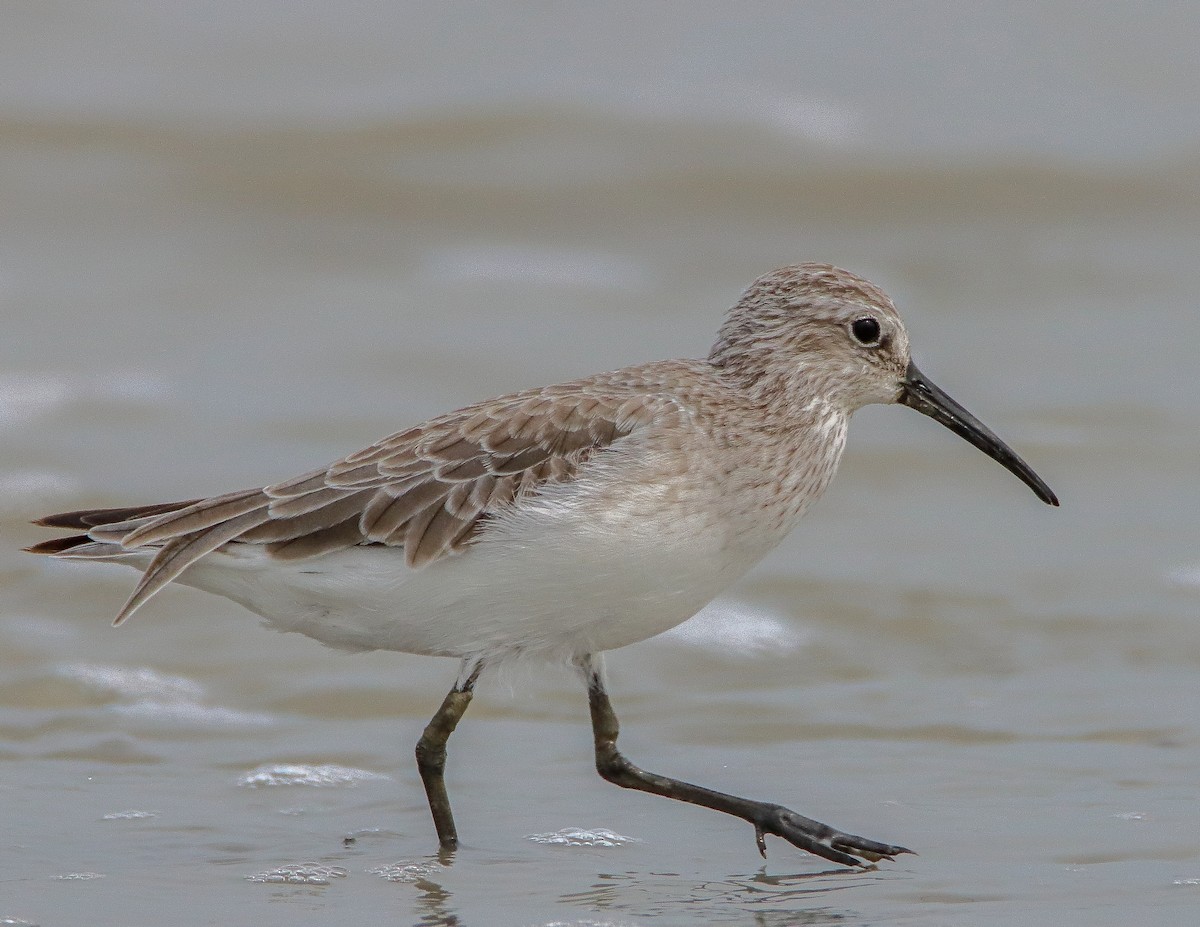 Curlew Sandpiper - Aniruddha  Roy