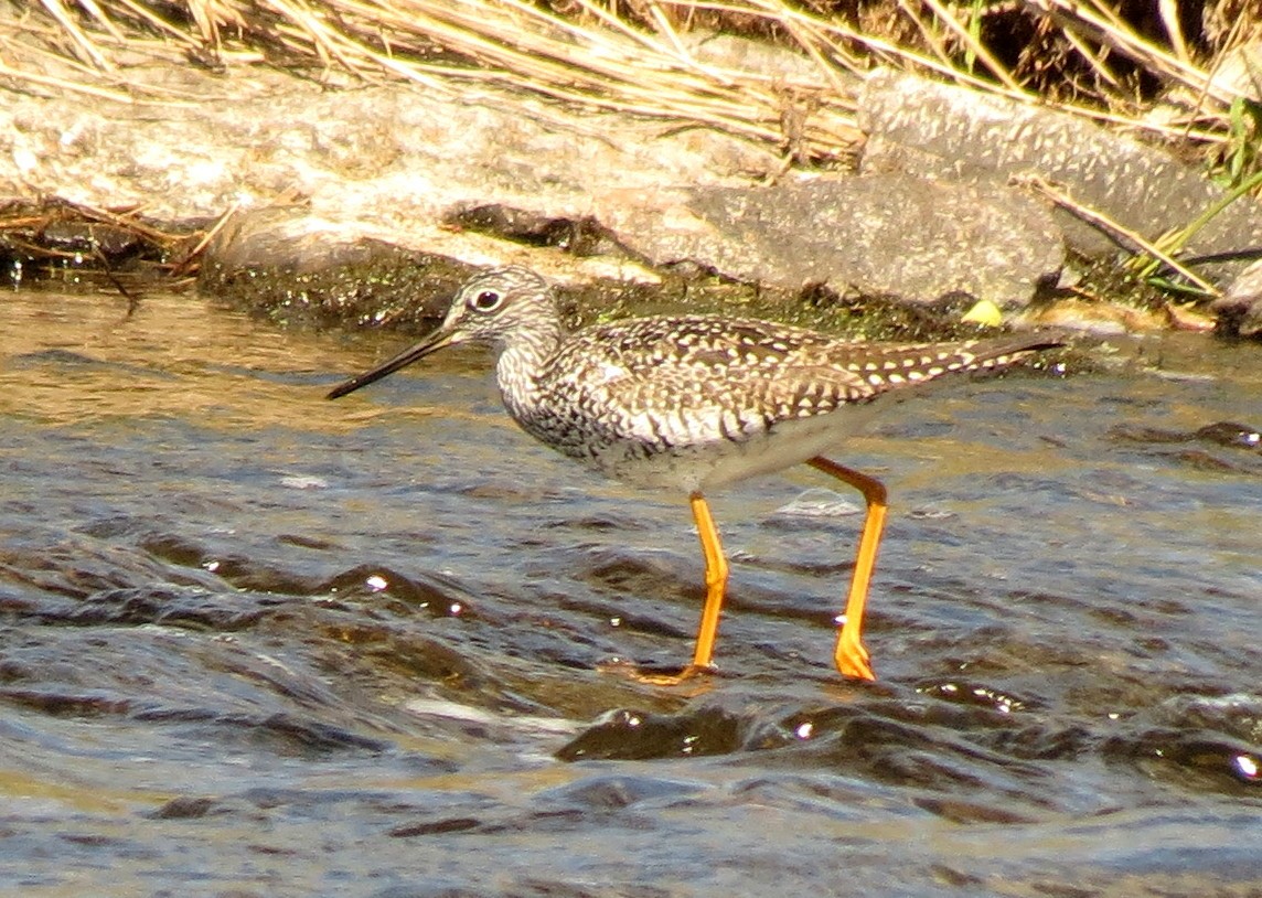 Greater Yellowlegs - Peter Blancher