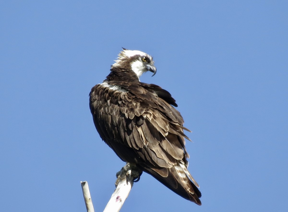 Osprey - Sharyn Isom