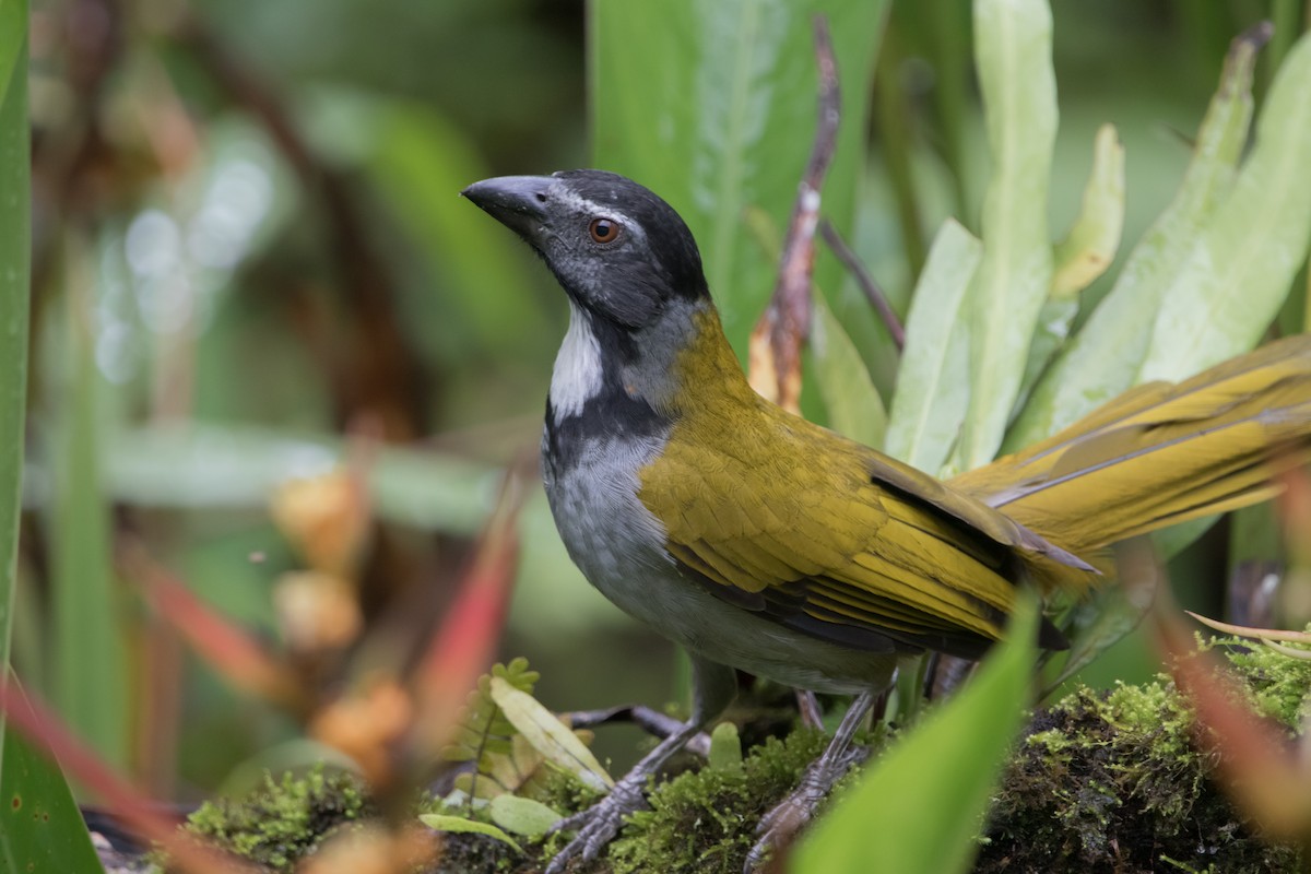 Black-headed Saltator - Jorge Eduardo Ruano