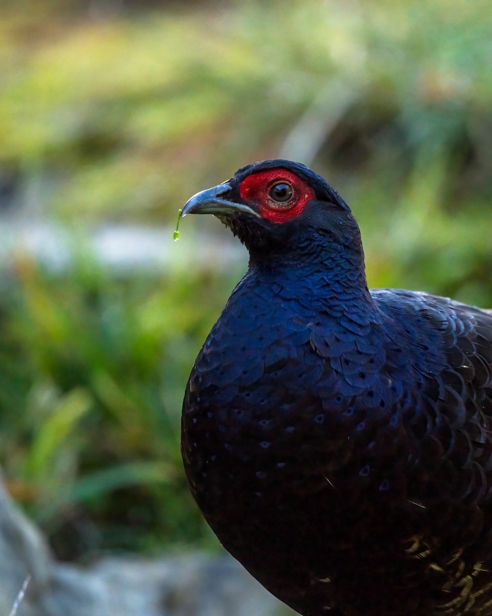 Mikado Pheasant - ML281872451