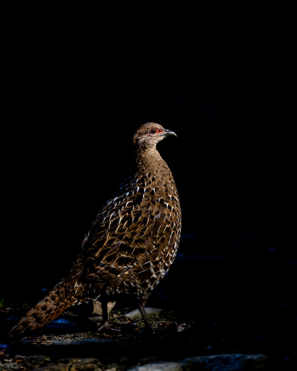 Mikado Pheasant - ML281872561