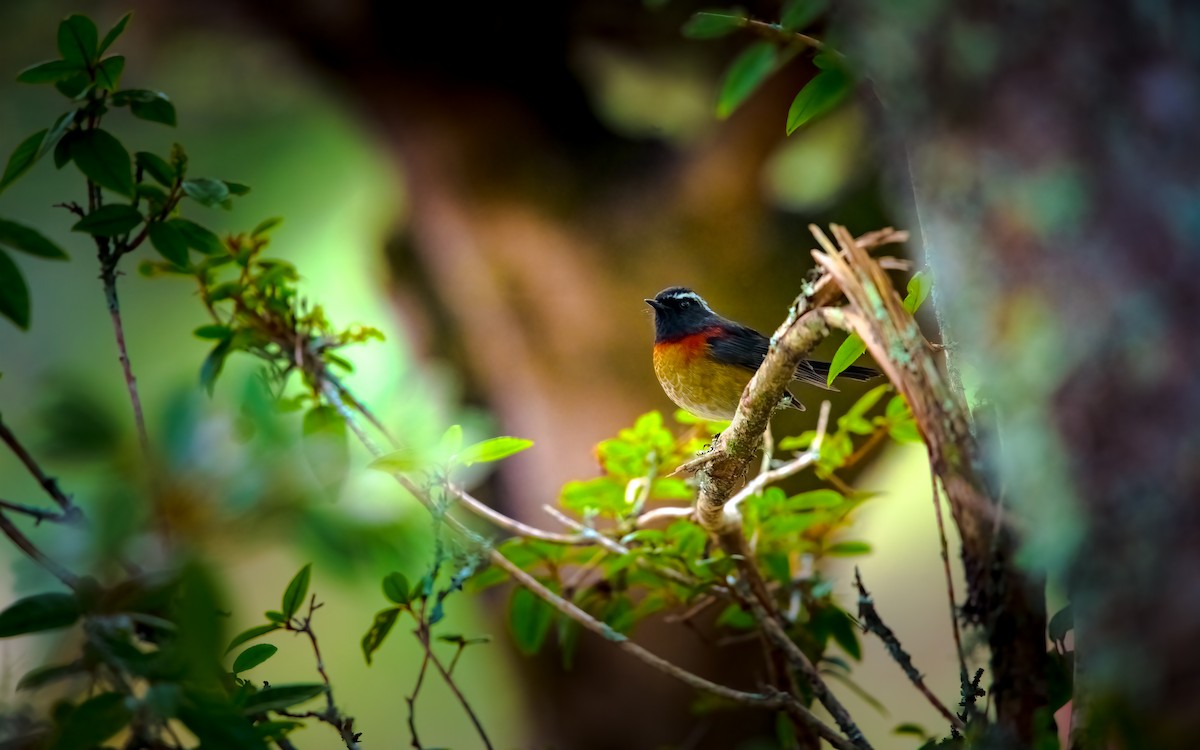 Fire-breasted Flowerpecker - ML281873111