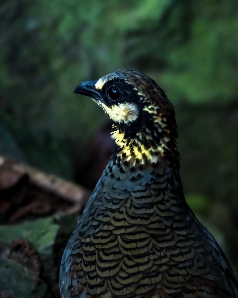 Taiwan Partridge - ML281873441