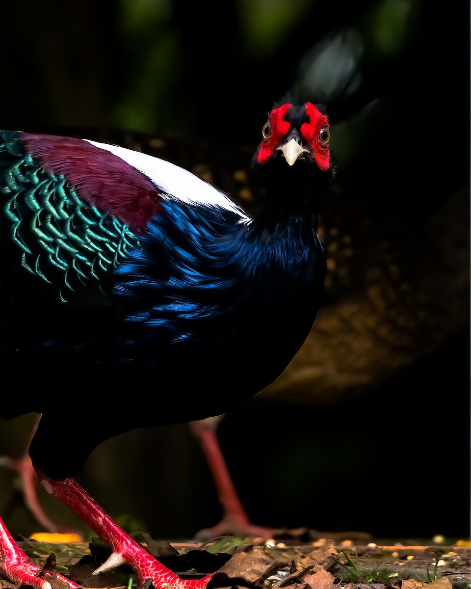 Swinhoe's Pheasant - ML281873451