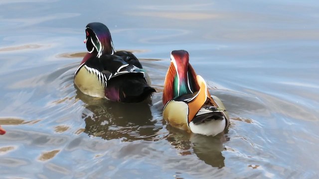 Pato Mandarín - ML281873461