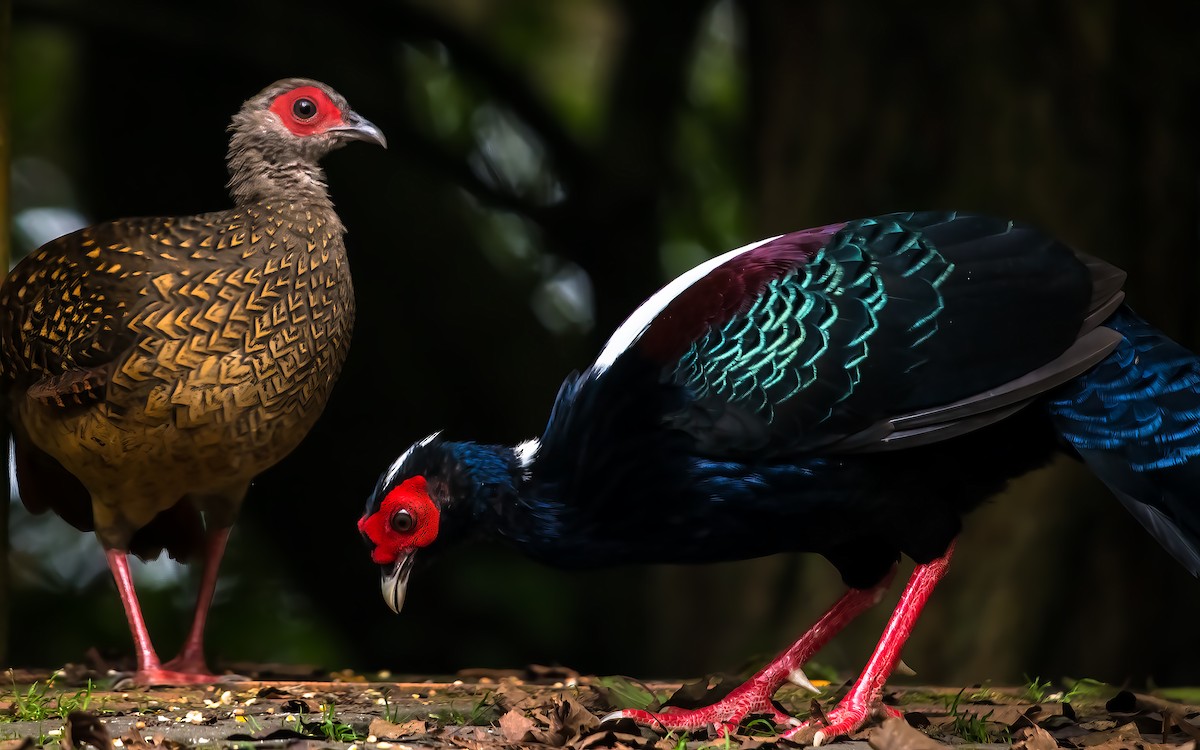 Swinhoe's Pheasant - ML281873501