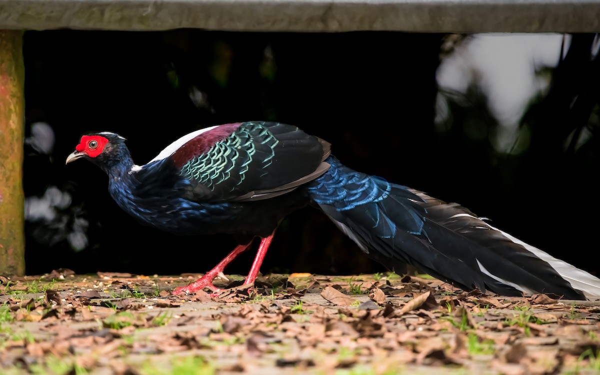 Swinhoe's Pheasant - ML281873521