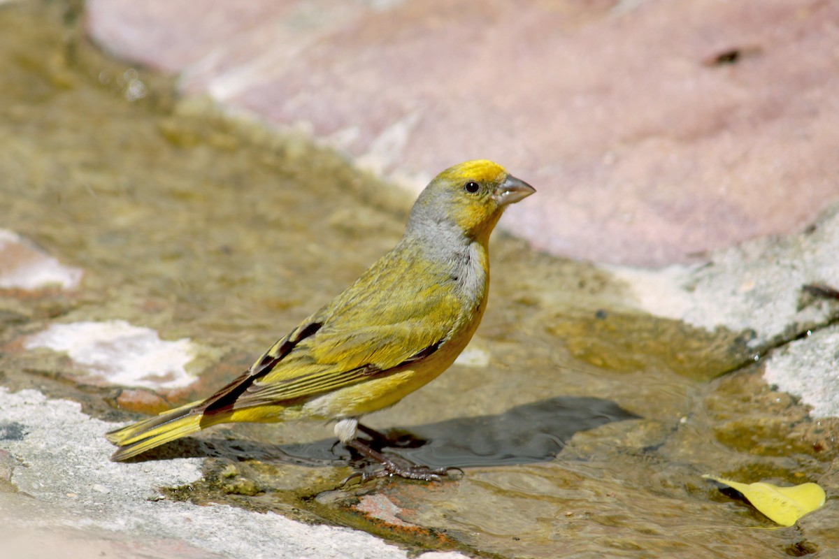 Cape Canary - ML281874741