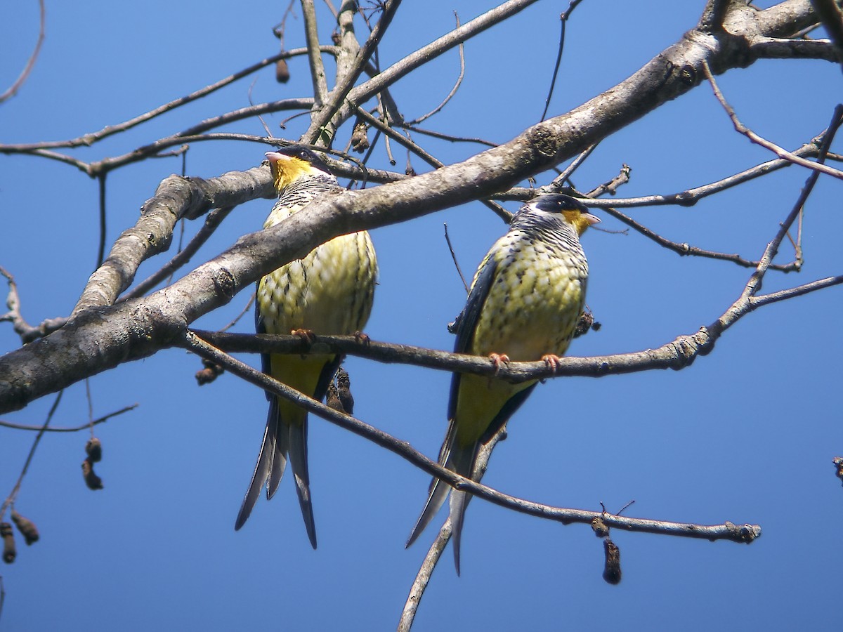 Swallow-tailed Cotinga (Swallow-tailed) - Nick Athanas