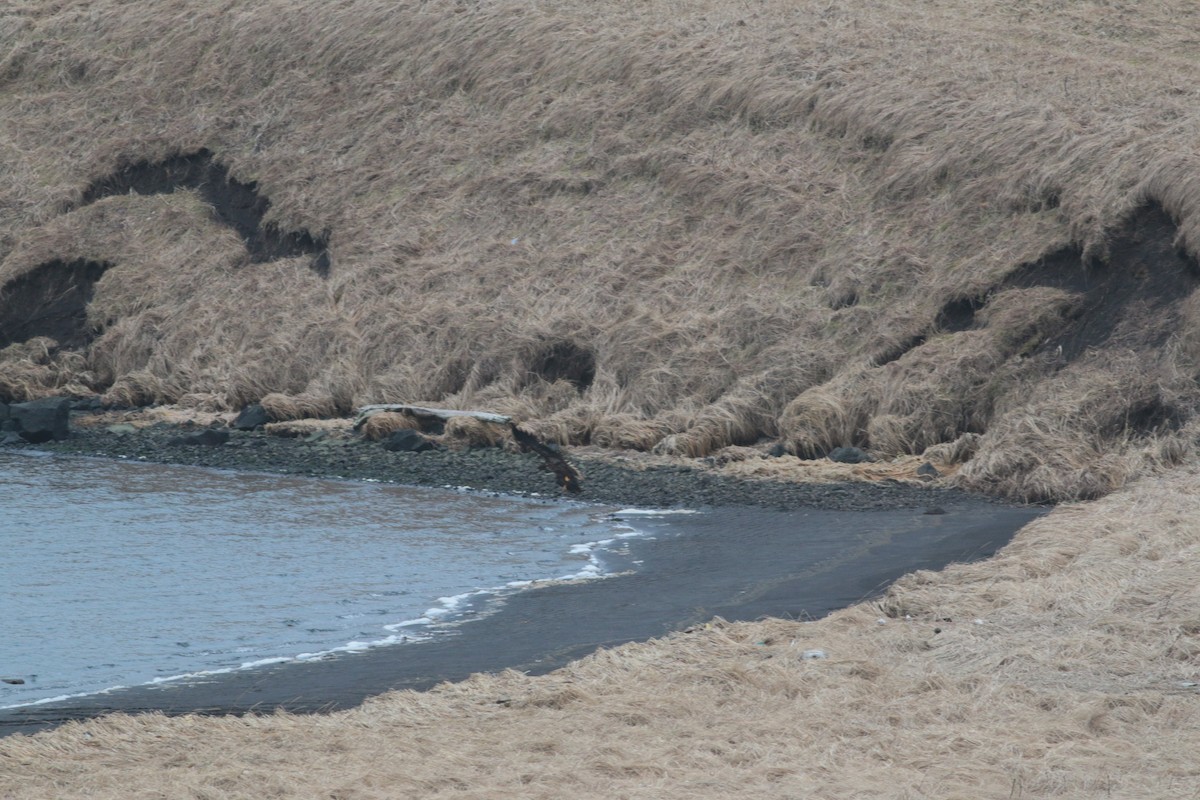 White-tailed Eagle - ML281882451